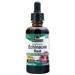 Nature's Answer Echinacea Root (Alcohol Free)  EXPIRES 3/25 2 fl.oz